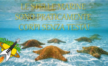 Stelle Marine